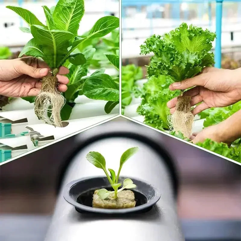 100/50x Stonewool Hydroponic Grow Media Cubes